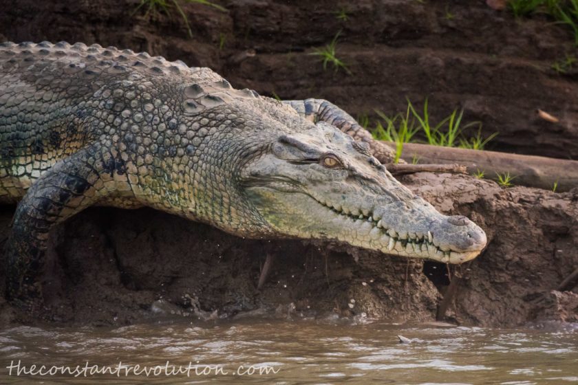 Borneo’s Wildlife: the Sound of Sabah’s Rainforest | The Constant ...