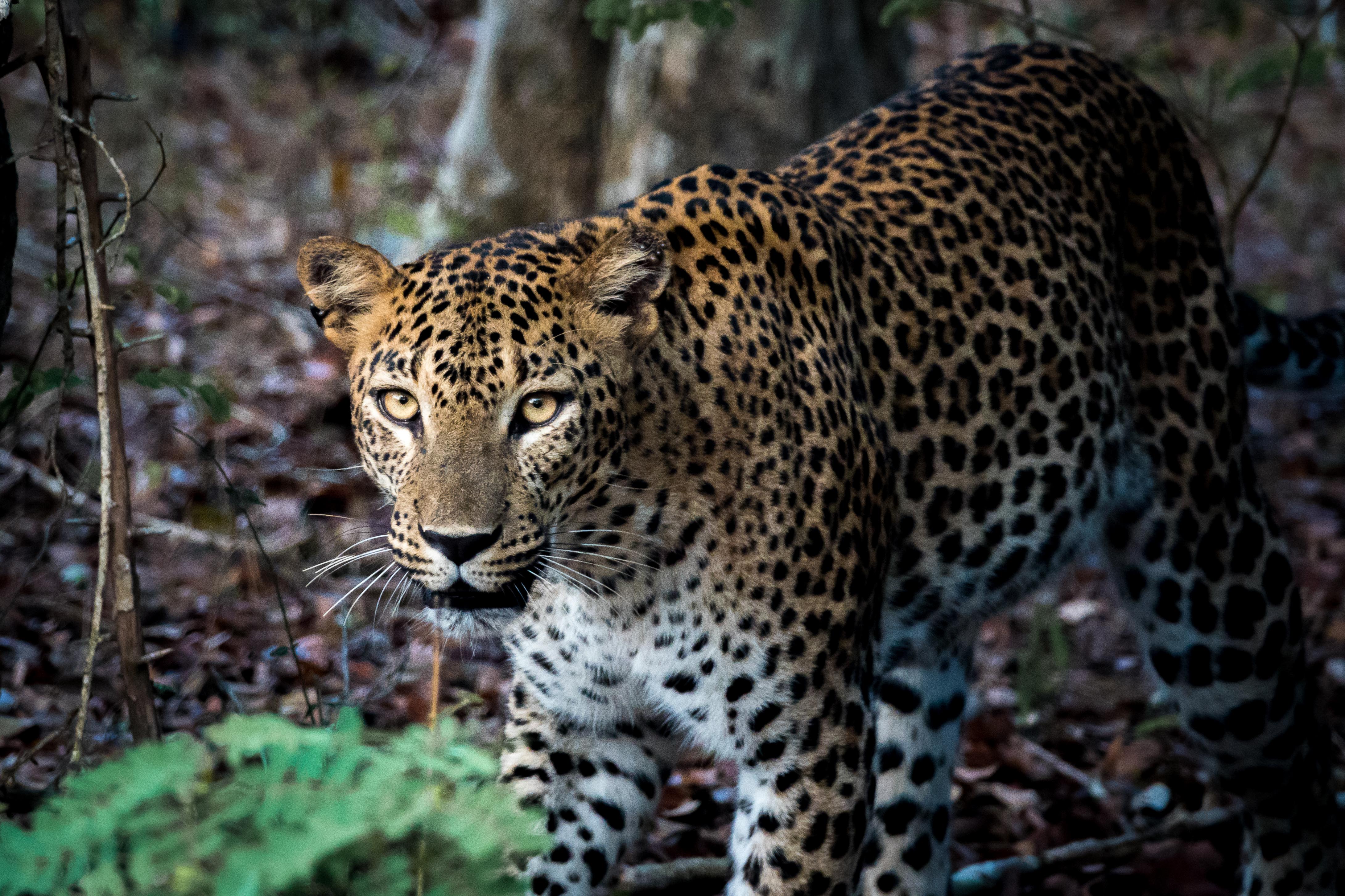 Yala-Leopard2